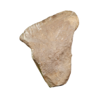 The Milk & Honey Citrine