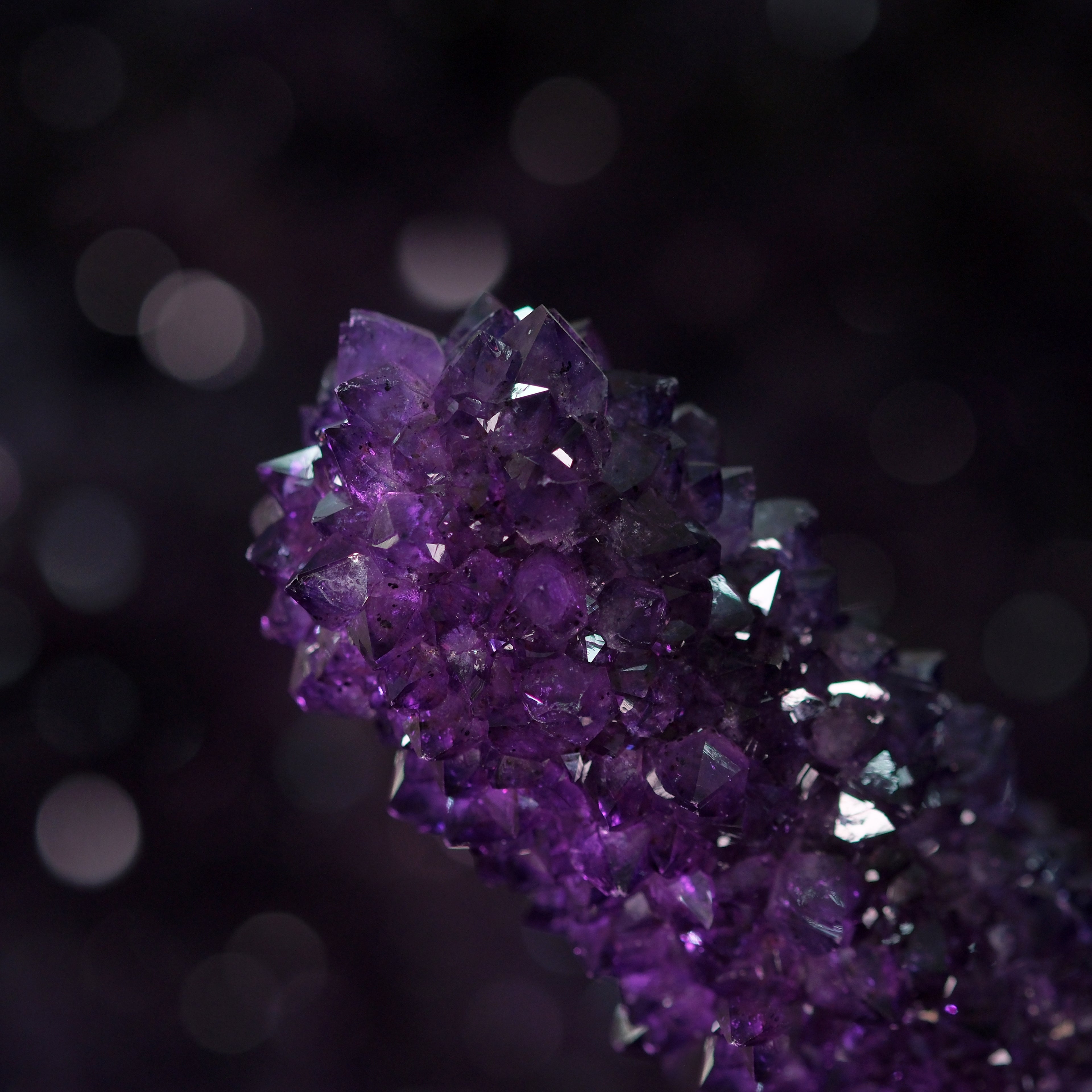 The Violet Hollow Nocturne