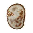 The Mocha Bloom Slice