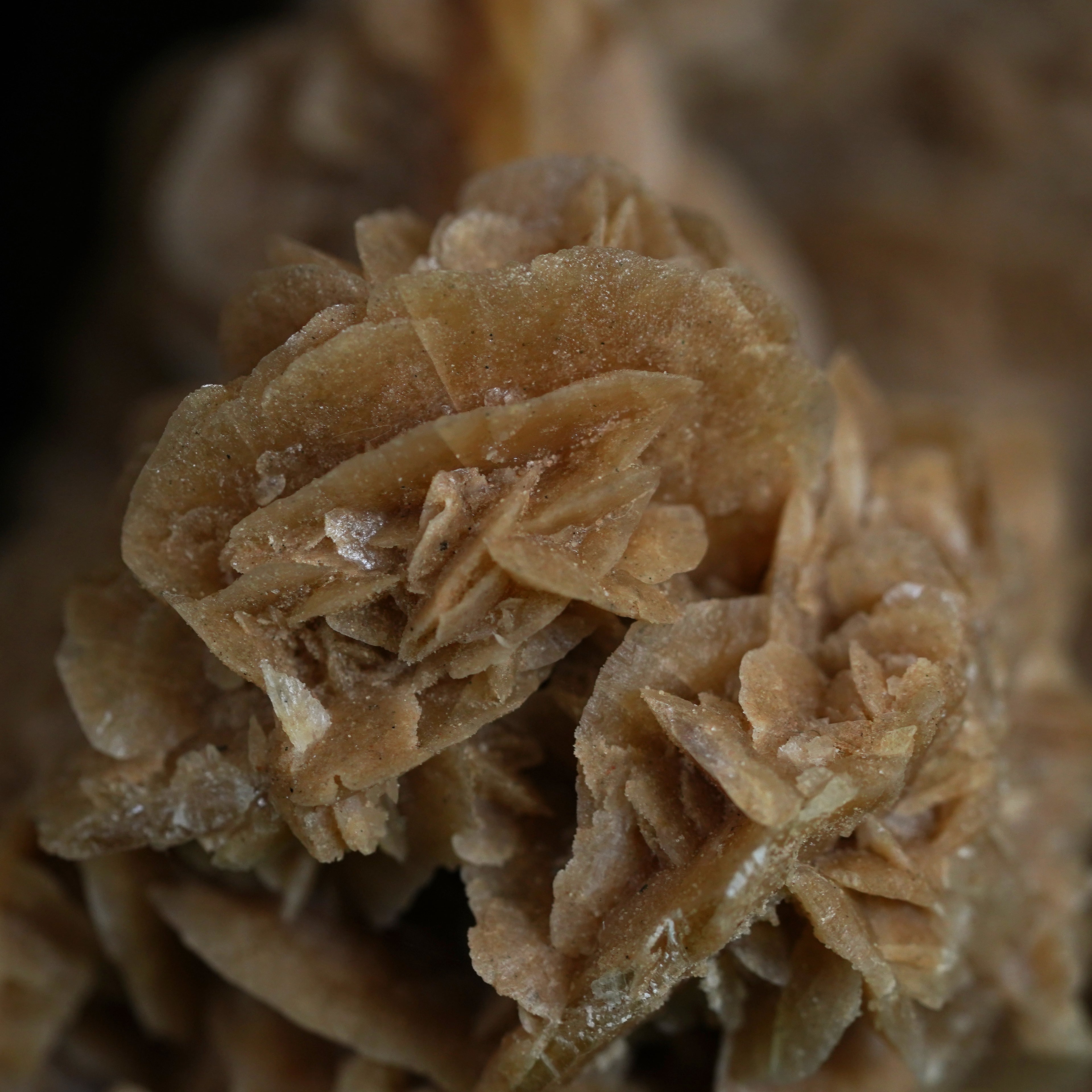 The Dune Blossom Selenite