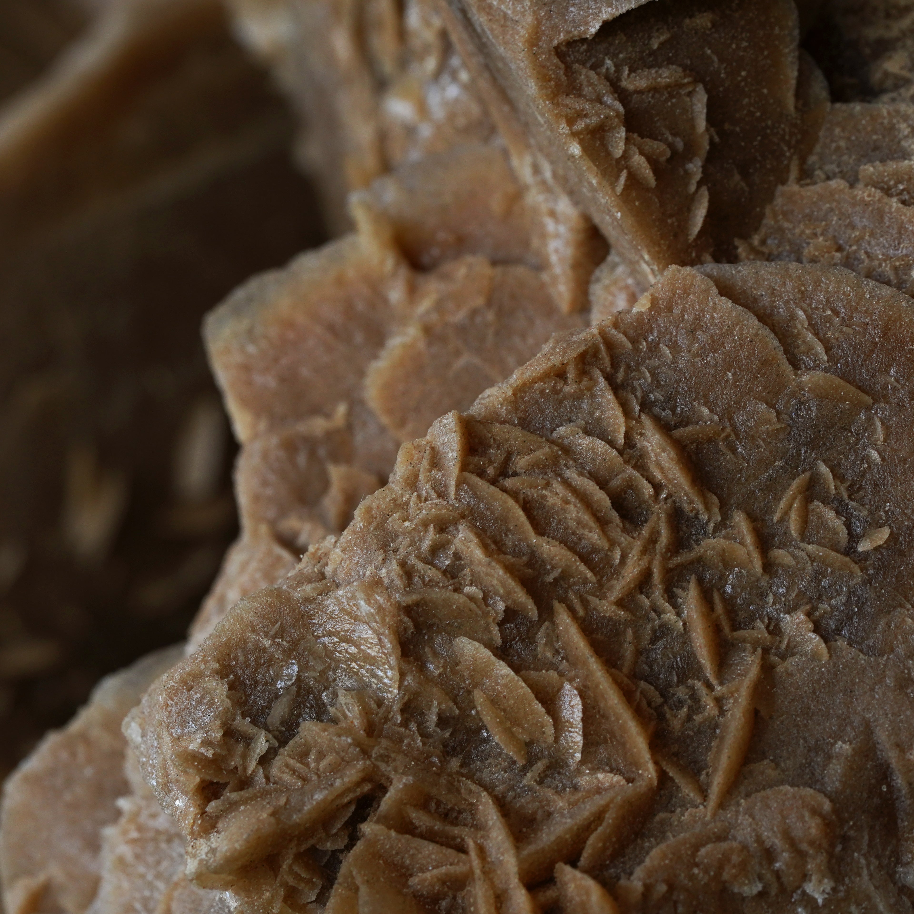 The Dune Blossom Selenite