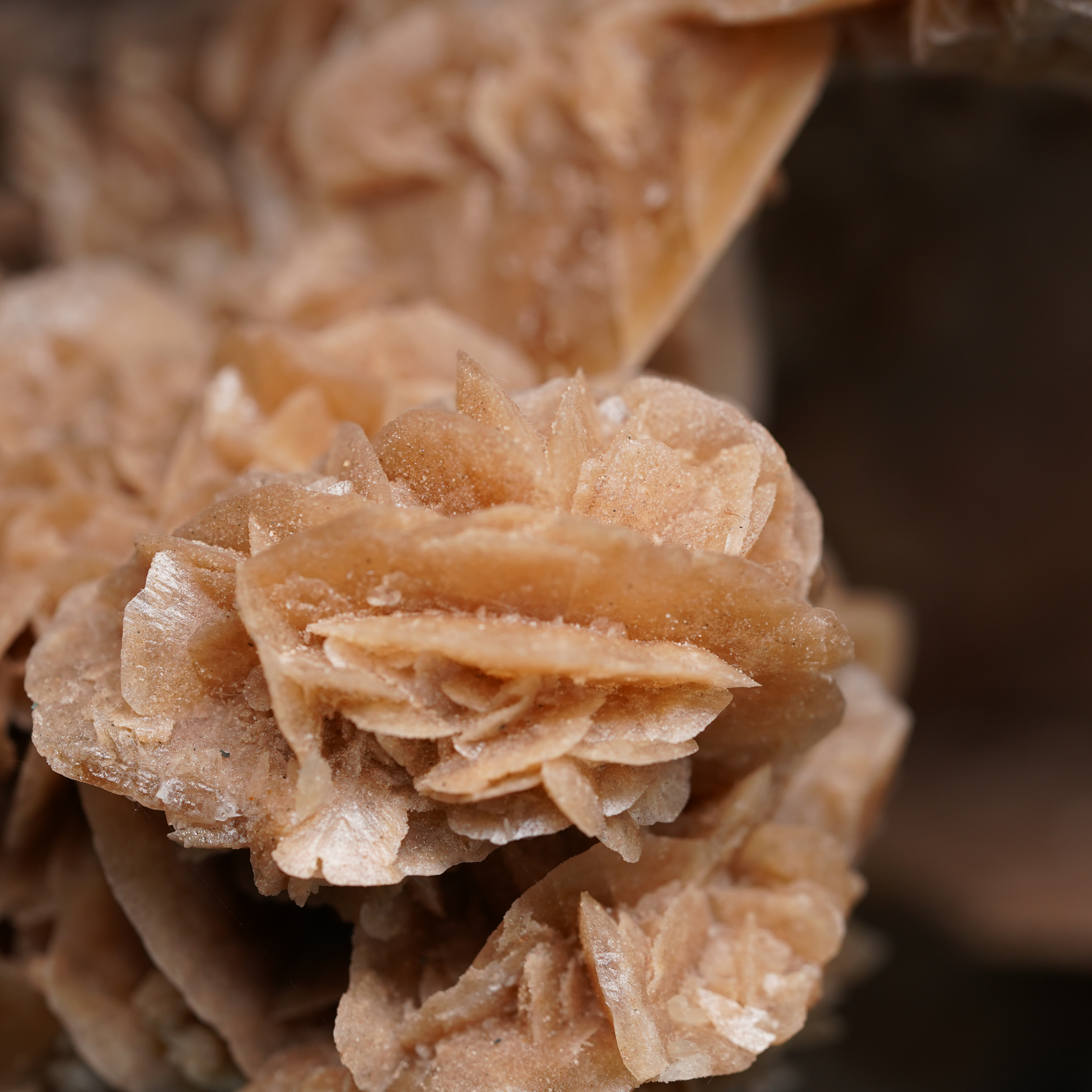 The Dune Blossom Selenite