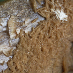 The Dune Blossom Selenite