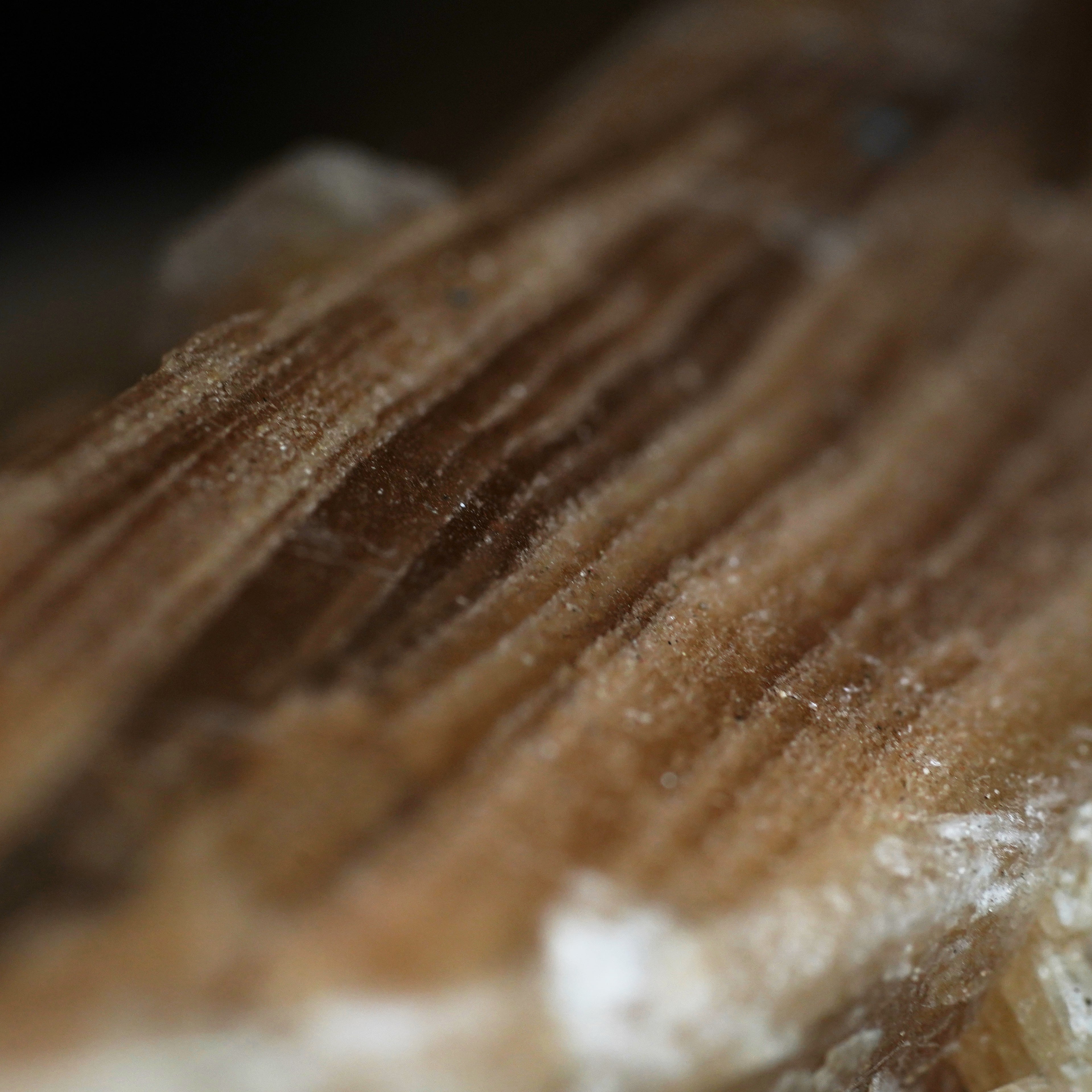 The Dune Blossom Selenite