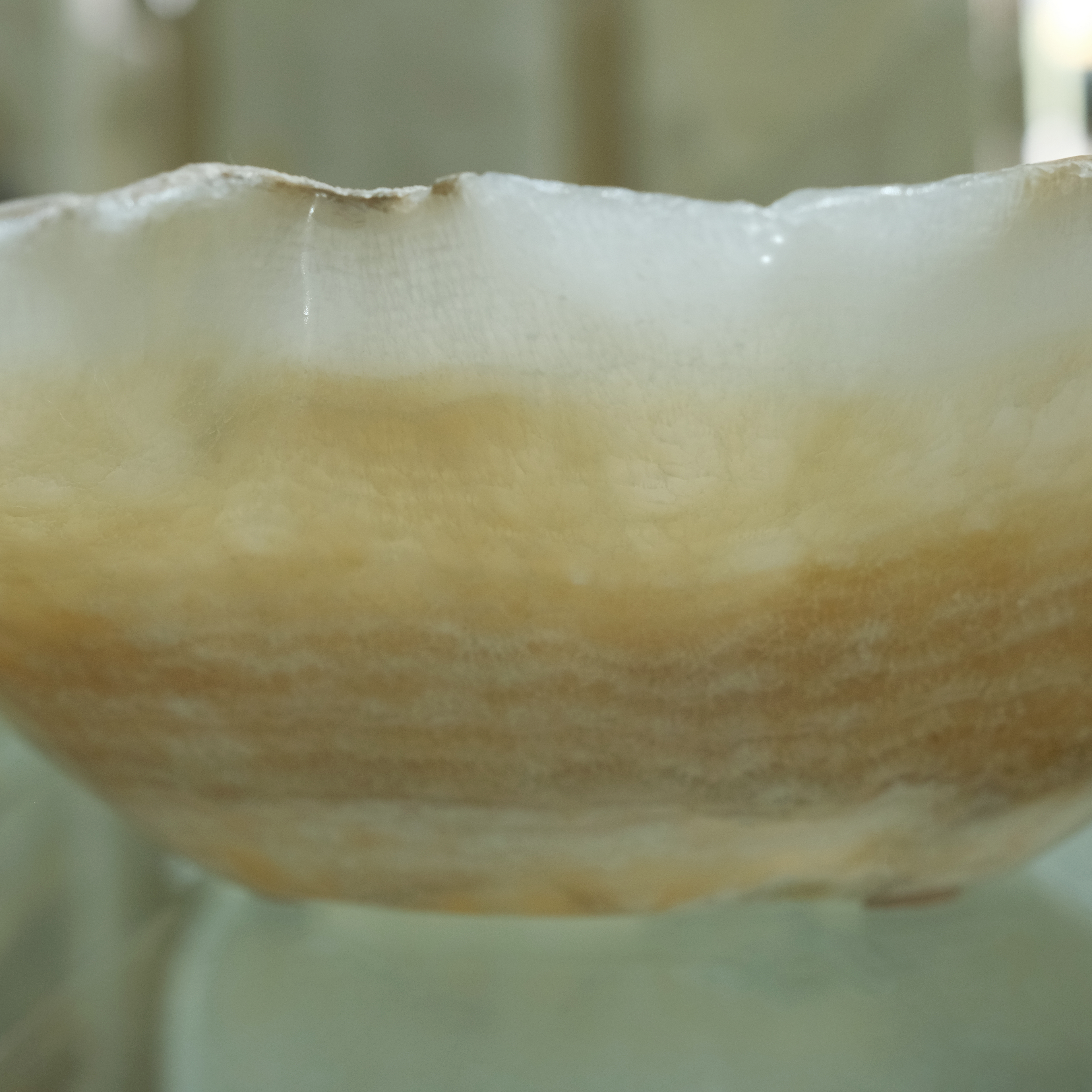 The Ivory Bloom Basin