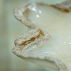 The Ivory Bloom Basin